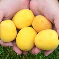 Саженец абрикос Ананасный